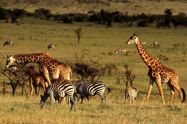 mahali-mzuri-conservancy-game-2 (Resized).jpg