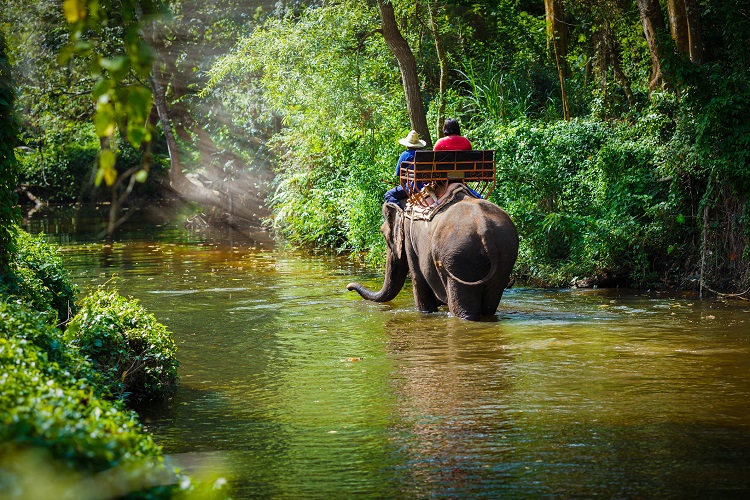 Thailand Elephants.jpg