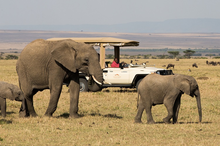 mahali-mzuri-game-vehicle-elephants (Resized).jpg