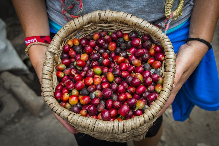 Image 2 - Colombia International Coffee Day (Cropped).jpg