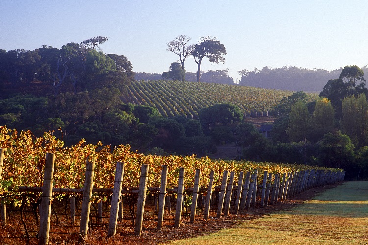 Cape-Lodge_Margaret-River_Vineyards (Resized).jpg