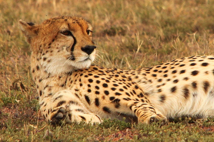 mahali-mzuri-safari-3 (Resized).jpg