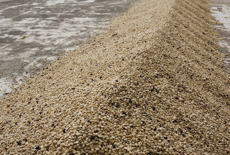 Image 2 - Nicaragua International Coffee Day (Cropped).jpg