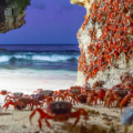 crabs_thumbnail.png